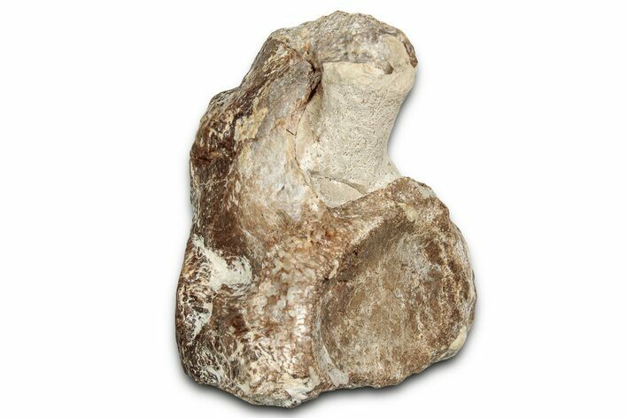 Fossil Plesiosaur Cervical Vertebra - Asfla, Morocco #328648